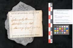 Foto (Objekt + Etikett) von Sphnenophyllum schlotheimi Brongniart (NHMW-GEO-2024-0188-11281)